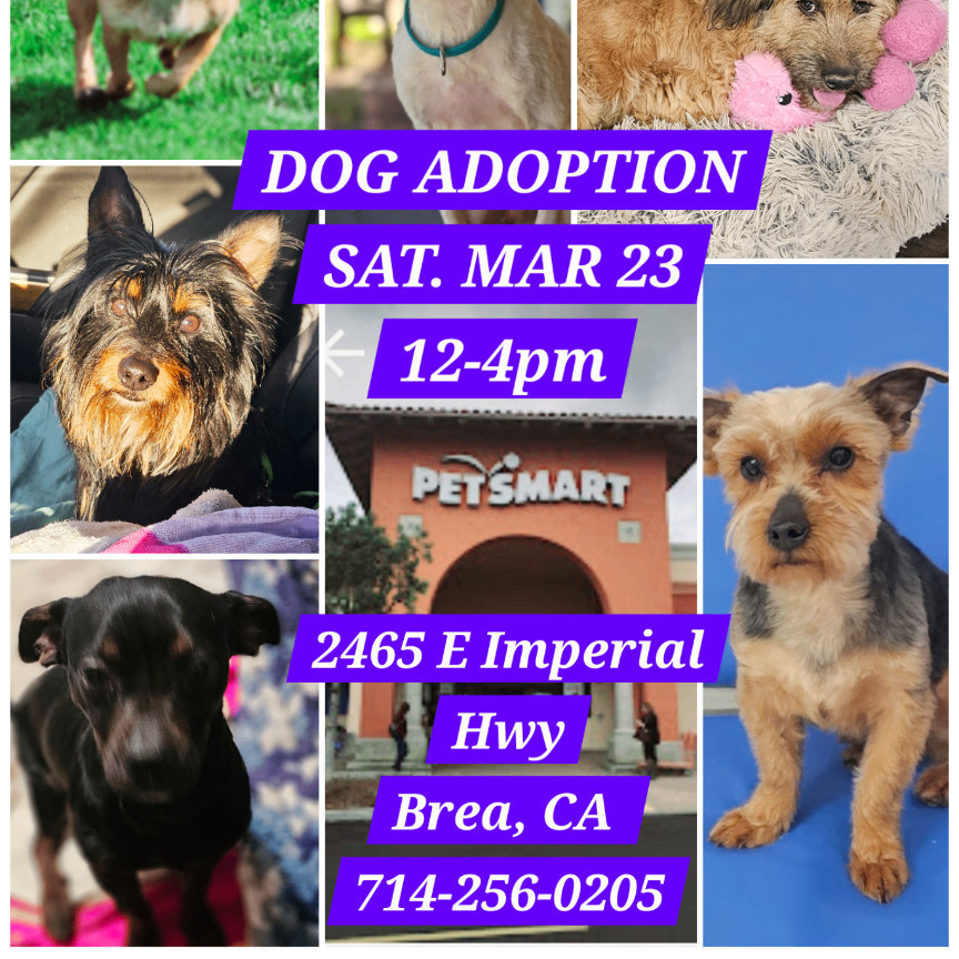 DOG ADOPTION PETSMART SAT MAR 23 12-4PM