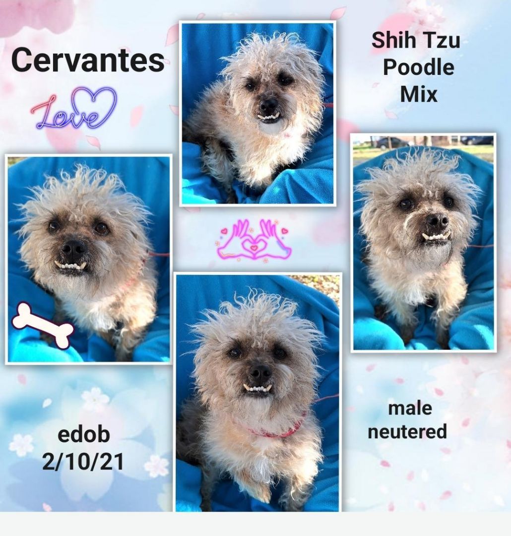 Cervantes WA13101-T LOCAL Adoption Event in Bellevue 03/22 & 03/23