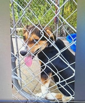 Beagle/Blue Heeler Pups - Males