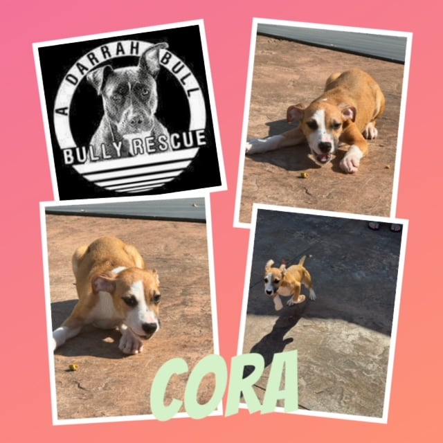 Cora