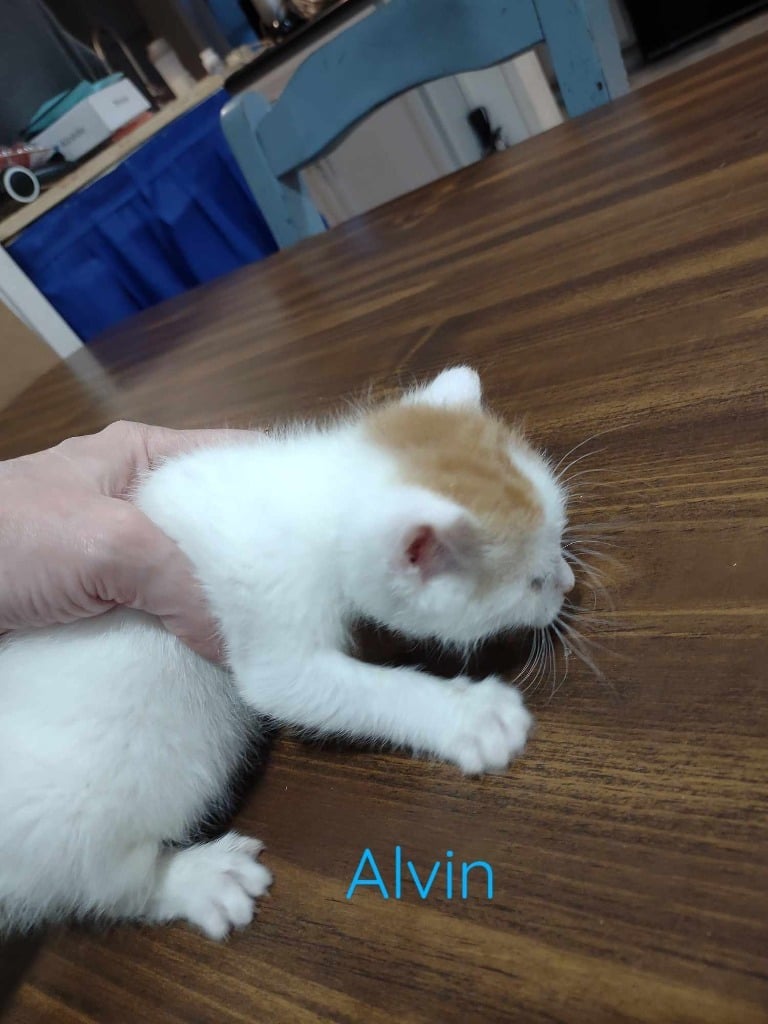 Alvin