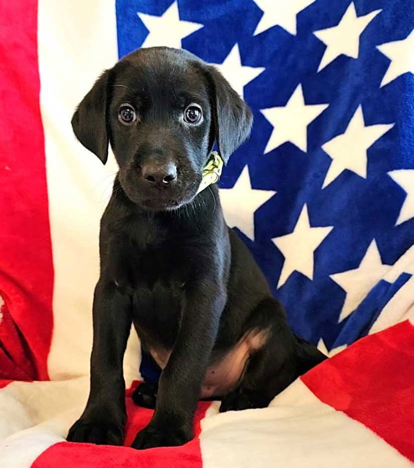 BLACK LAB MIX PUPPIES