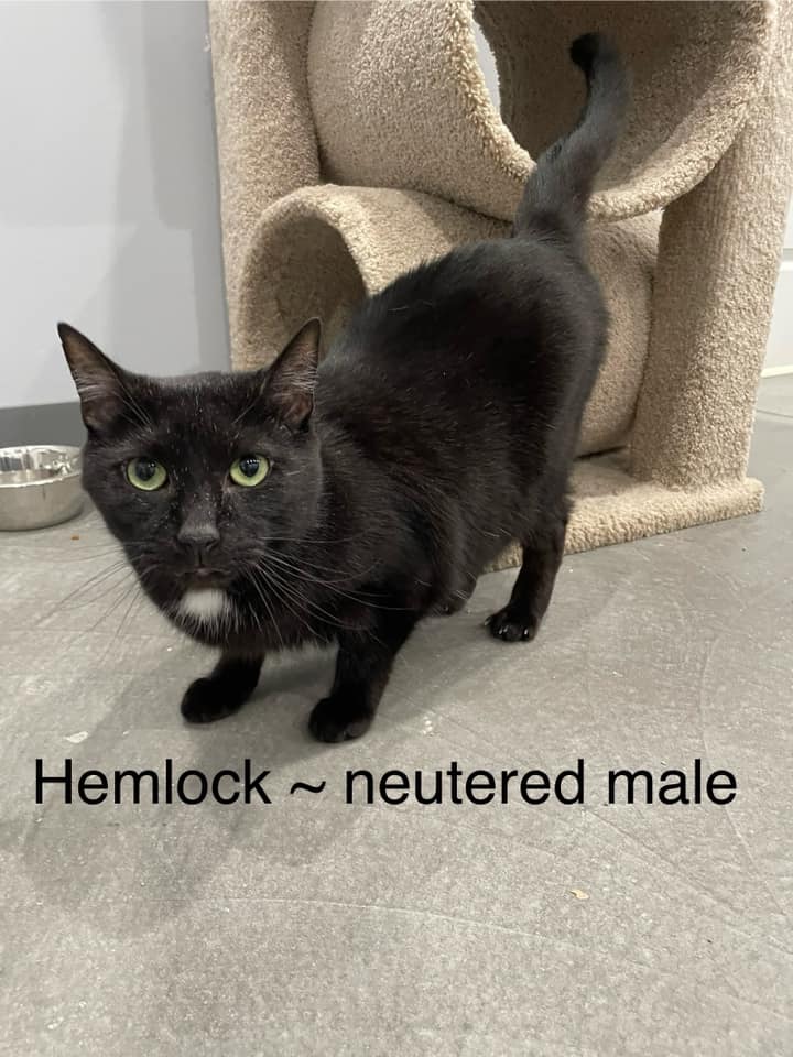 Hemlock