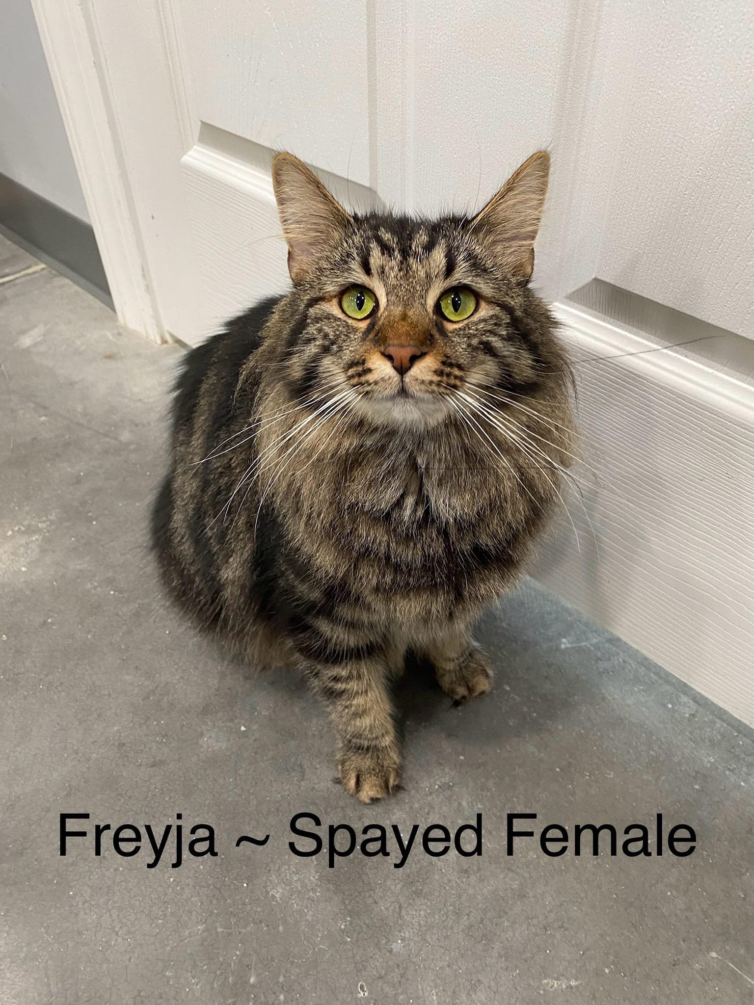 Freyja