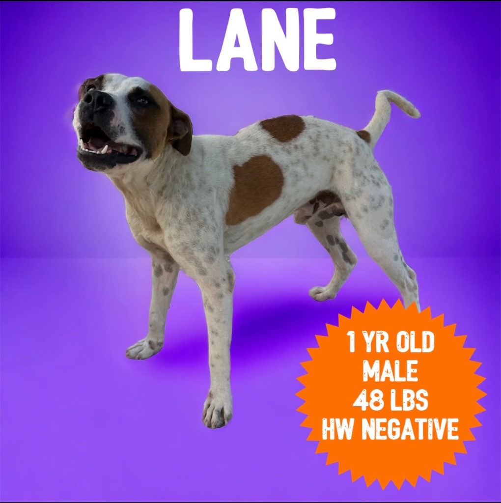 Lane