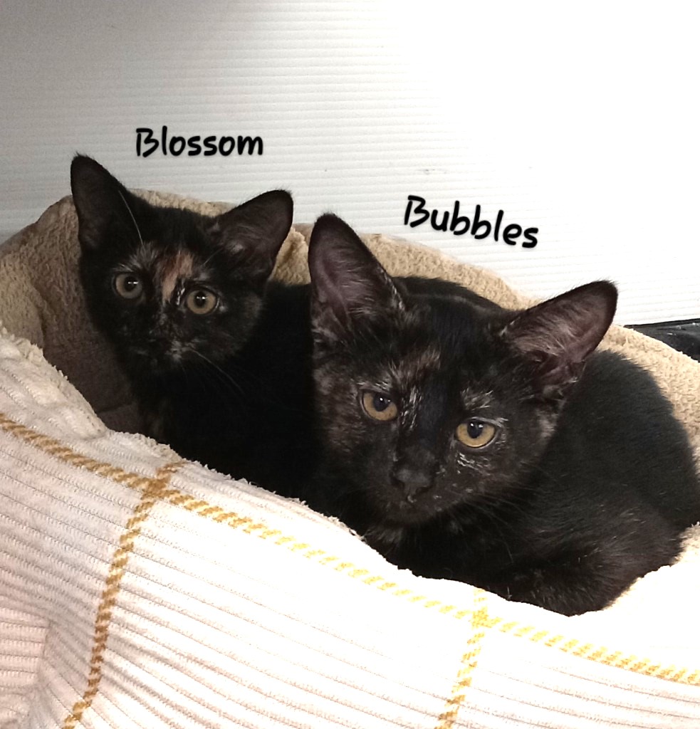 Bubbles (bonded w/Blossom)