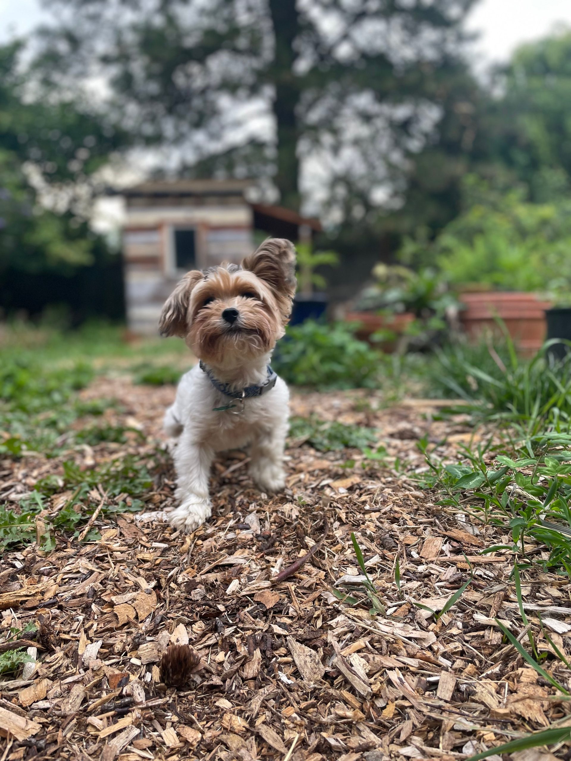 Rosie (BONDED PAIR)