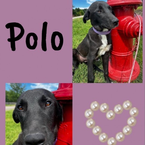 Polo