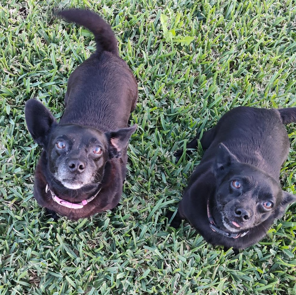 Laverne and Shirley - BONDED