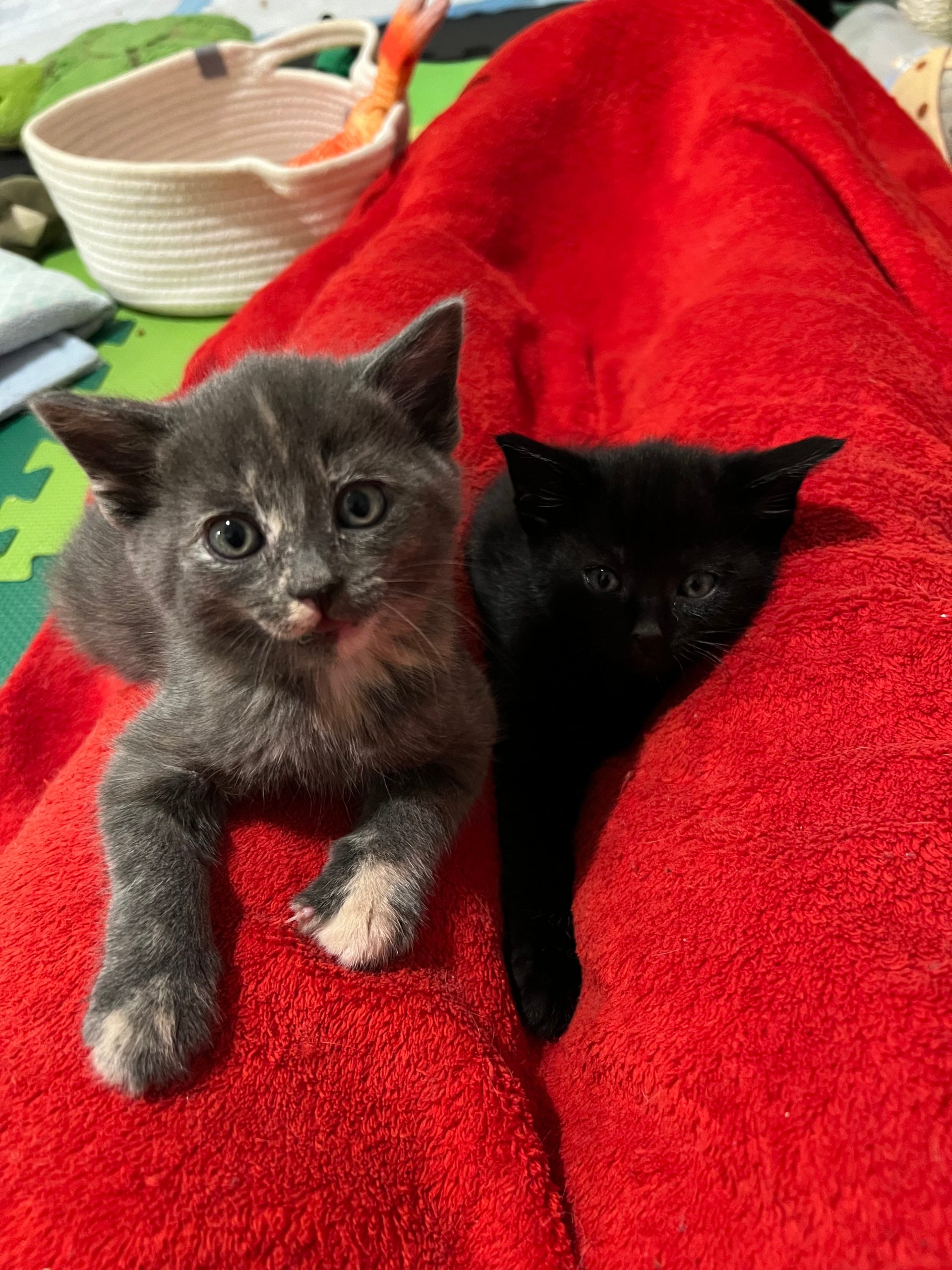 Ngo - Two Tortie Kittens