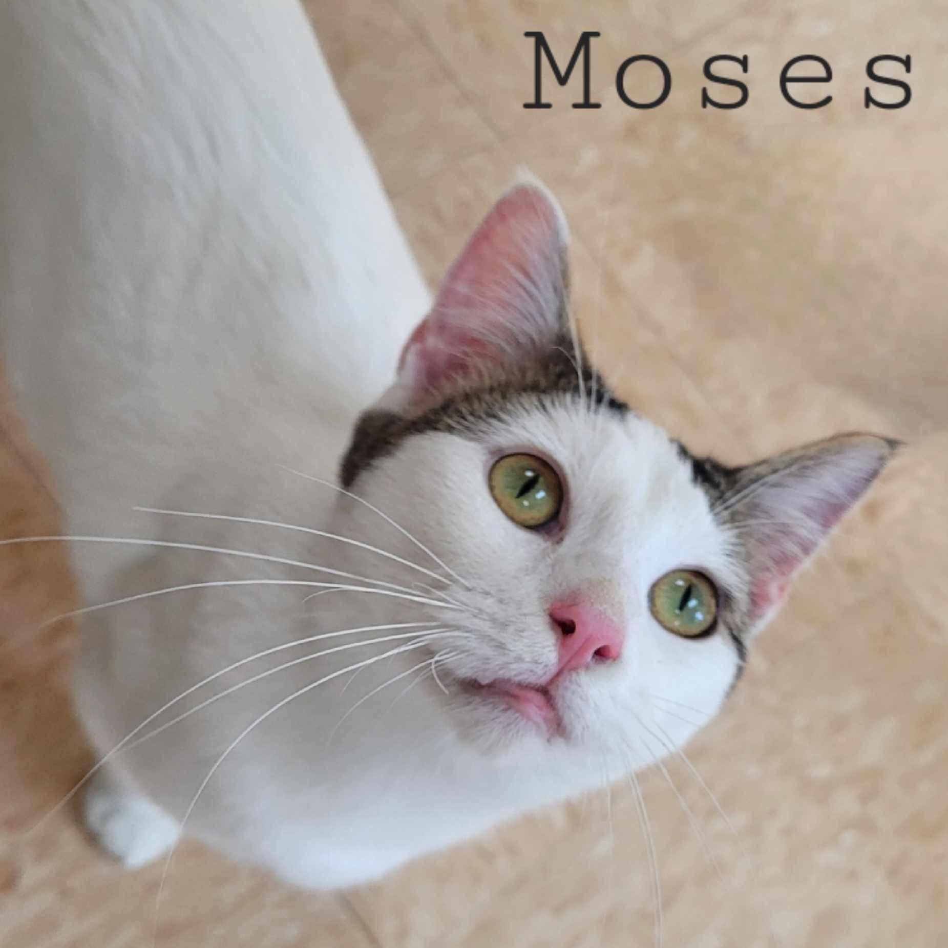 Moses