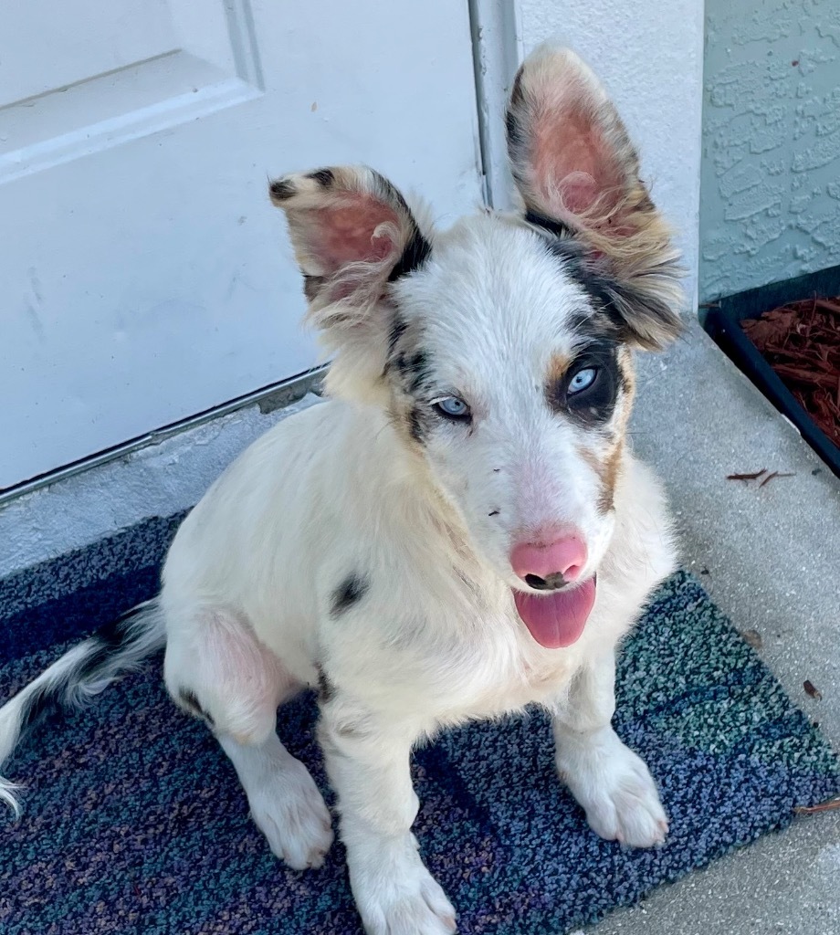 Daphney-Aussie Pup