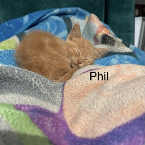 Phil