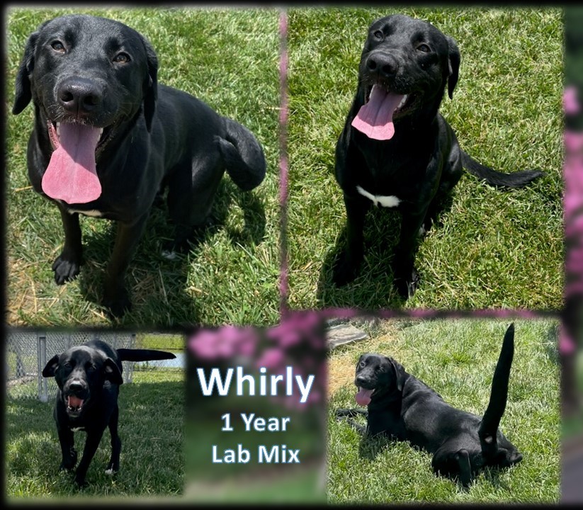 Whirly