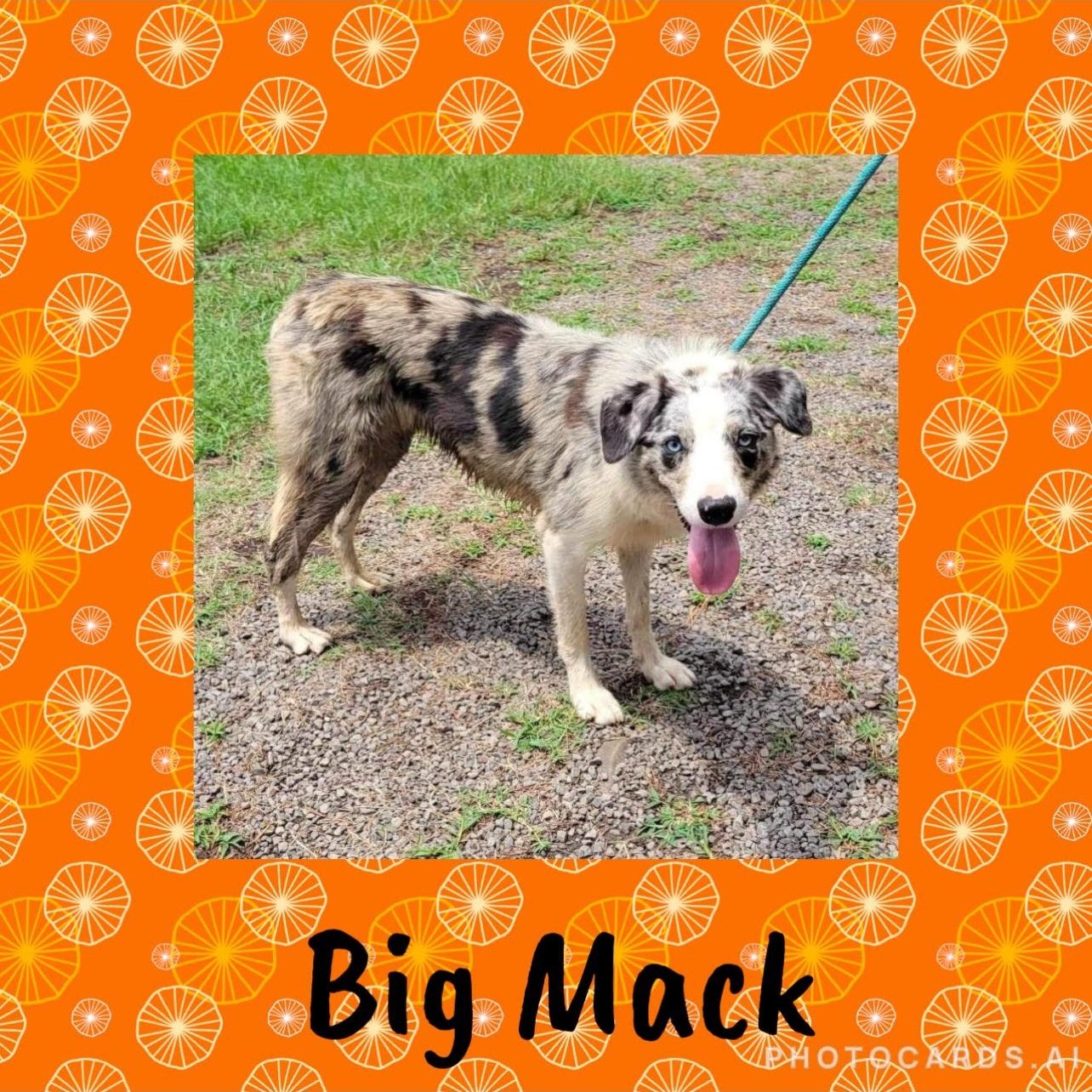 Big Mack (foster to adopt)