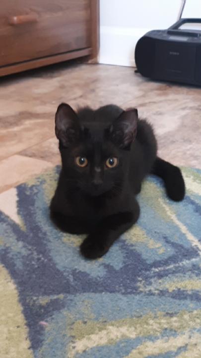 Kitten Midnight