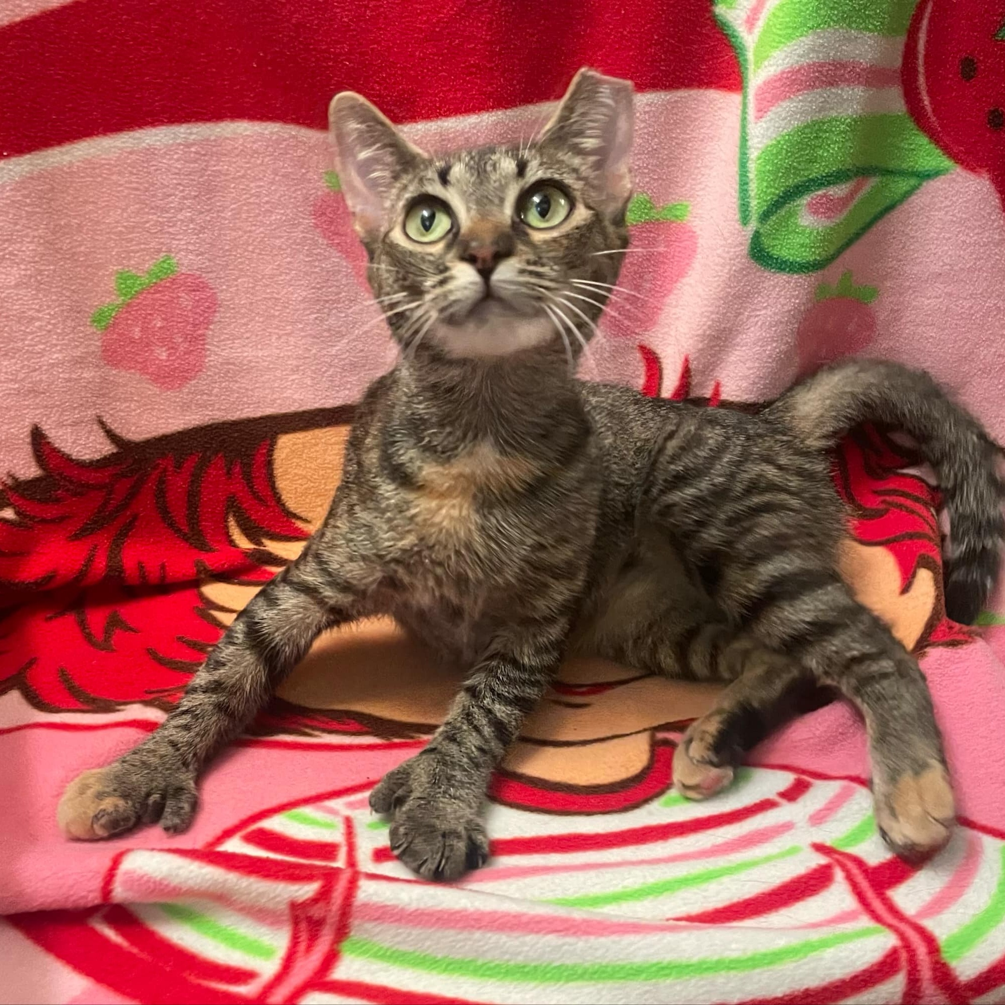 Katelynn ***Extra Toes - Polydactyl***