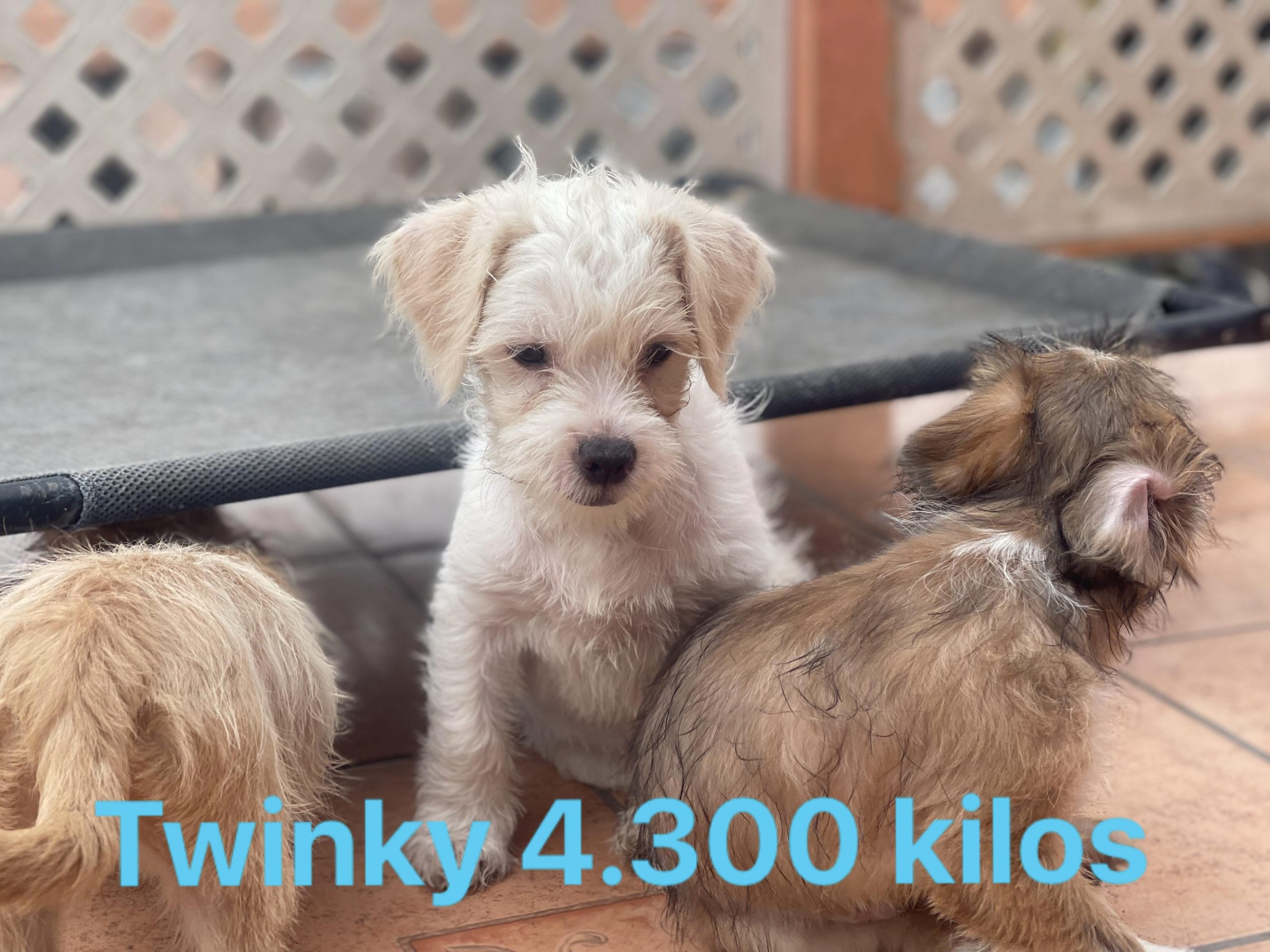 TWINKY 14 weeks 9 lbs