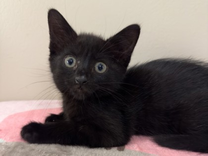 Mark @ PetSmart in Athens, GA