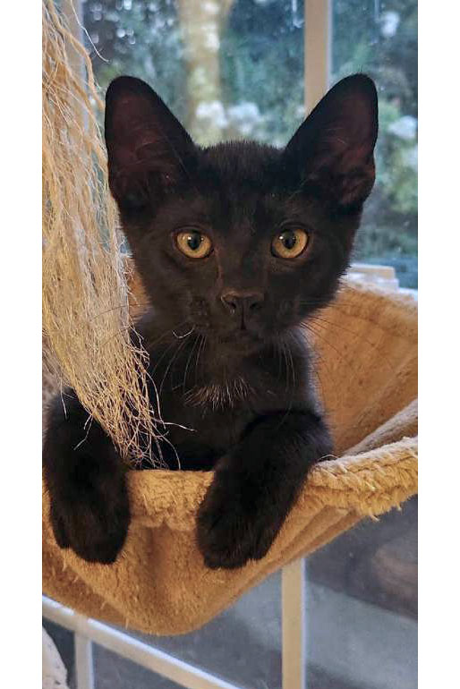 Benedict @ PetSmart in Athens, GA