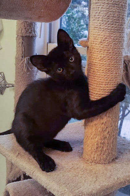 Brando @ PetSmart in Athens, GA