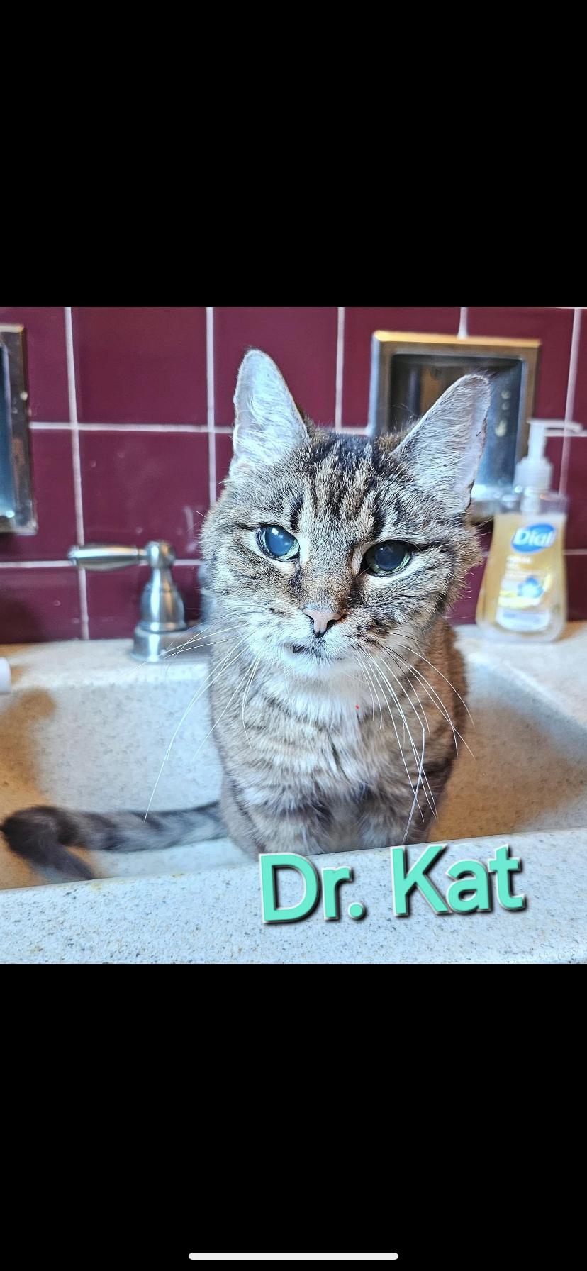 Dr cat